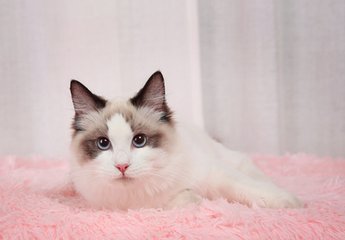 metamask钱包的下载链接