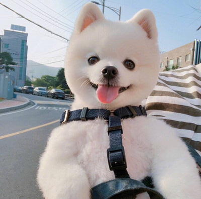 im钱包ios下载